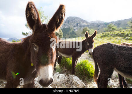 Catalan donkeys in the La Tramuntana mountain range, Majorca, Spain Stock Photo