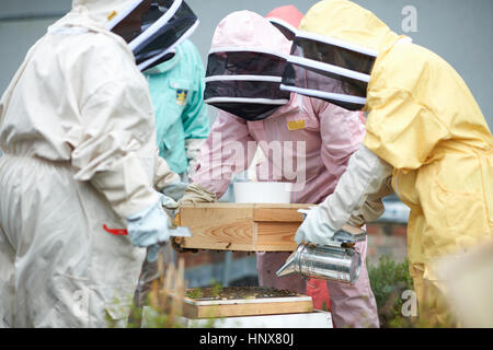 Group of beekeepers inspecting hive Stock Photo