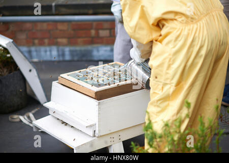 Beekeepers inspecting hive, mid section Stock Photo