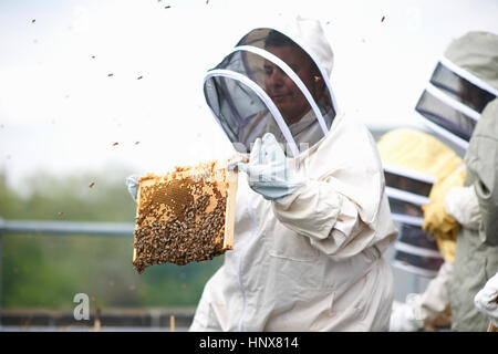 Beekeeper holding hive frame Stock Photo