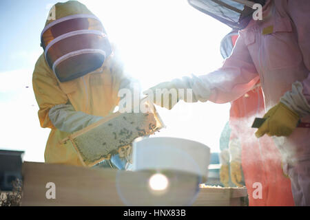 Beekeepers removing honeycomb tray on city rooftop Stock Photo