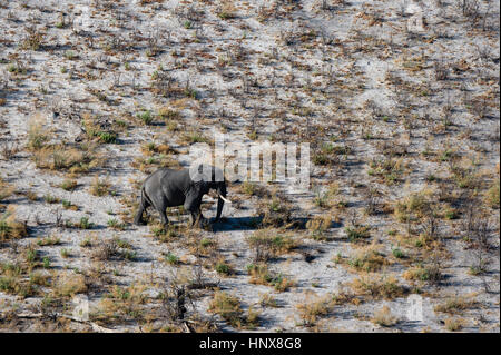 Aerial view of african elephant (Loxodonta africana) walking in arid landscape, Okavango delta, Botswana