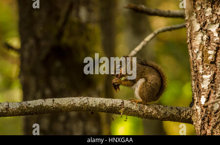 Douglas squirrel eating douglas fir cone Stock Photo