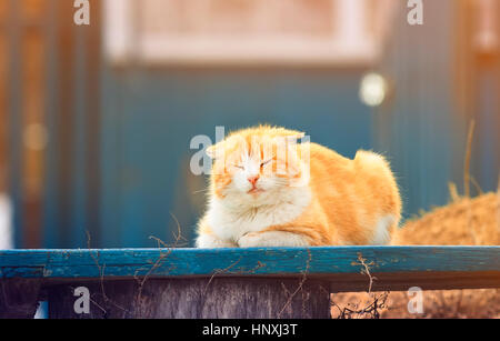 Happy orange cat sitting on a bench in the garden on a Sunny spring day Stock Photo
