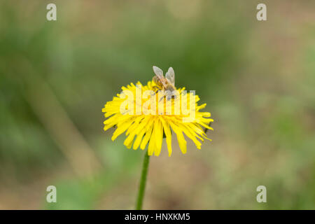 Bee on a Yellow Flower Stock Photo