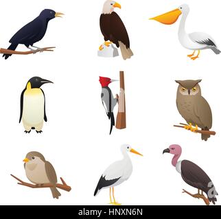 Realistic Bird collection, with Owl, Pelican, Woodpecker, Penguin, Eagle, Bird, cardinal and raven vector illustration. Stock Vector