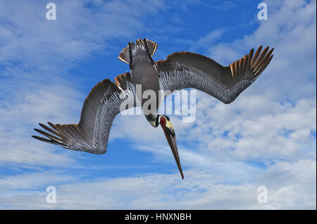 Plunge Diving Brown Pelican (Pelecanus occidentalis) against blue sky with clouds.