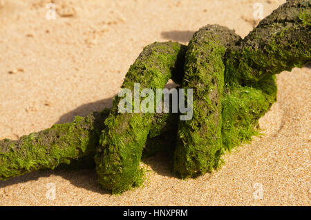 Detail of an old and thick rope laying at the beach. A couple of knots covered with green moss or algae. Stock Photo