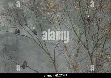 Multiple perched eagles in foggy lush temperate rainforest Stock Photo
