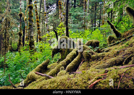 view a landscape of sotheast alaska, tongass national forest Stock Photo