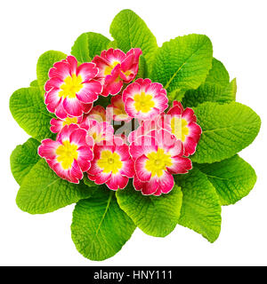 beautiful primrose isolated on white Stock Photo