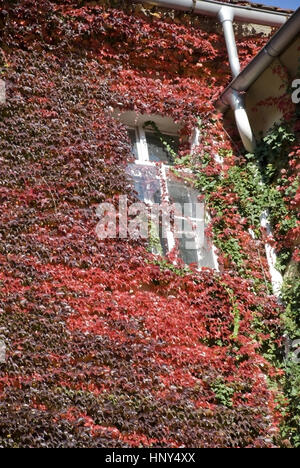 Mit Wildem Wein verwachsene Hausfassade im Herbst - wild wine on a house front in autumn Stock Photo