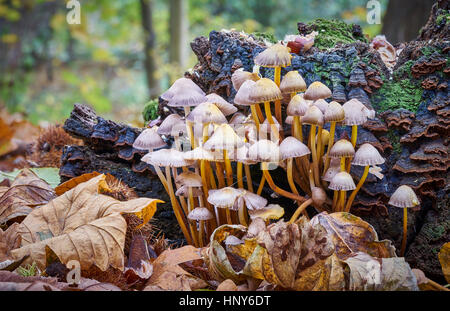 A colony of toadstools growing on a tree stump in the woods Stock Photo