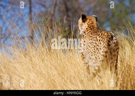 Beautiful Cheetah in the Etosha National Park in Namibia Stock Photo