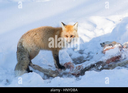 Red fox with carcass of mule deer for dinner in winter Stock Photo