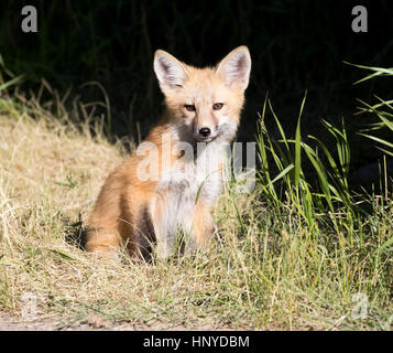Kit fox in grass  with dark background Stock Photo