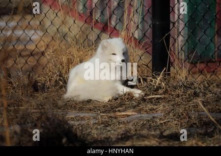 Arctic fox laying in the brown grass Stock Photo