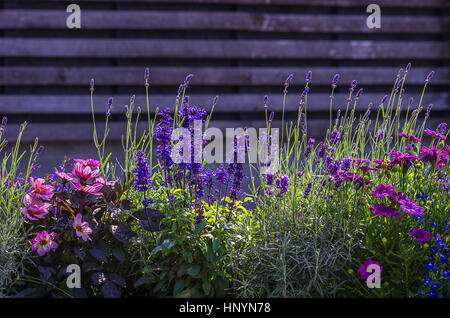Beautiful lilac, pink and blue garden flowers in front of a timber wall. Stock Photo