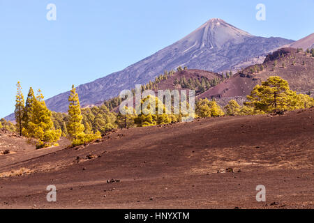 Tenerife national volcano park El Teide with pine trees forest on hills, brown lava rocks on the ground Stock Photo