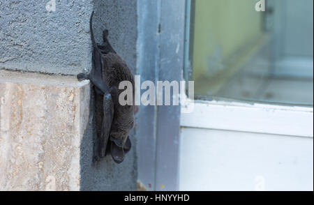 Abstract and conceptual sleeping, bat sleeping on the wall of a palace in the city. Insectivores, feeding on insects. Stock Photo
