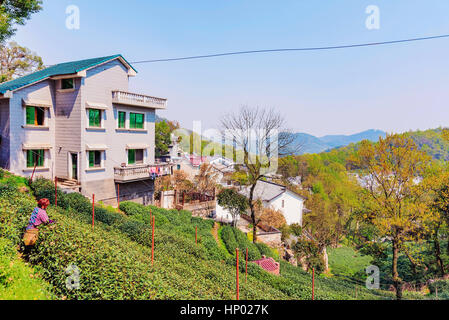 Longjing tea fields with tea farmer and village in the background Stock Photo