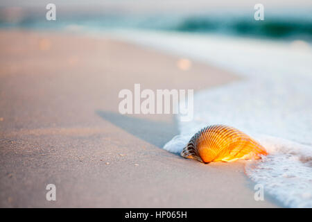 A cockle shell in the foamy surf on a Gulf Coast, Florida beach. Stock Photo