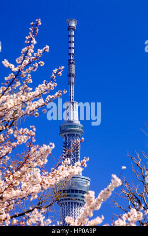 Cherry Blossoms and Tokyo Skytree Asakusa Tokyo Japan Stock Photo