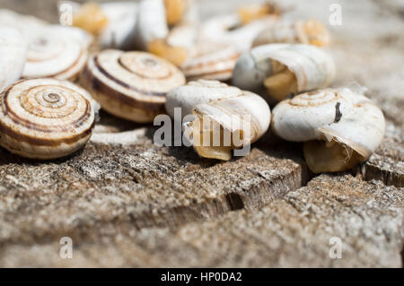 Close-up Of Snail Coming Out Of His House And His Friends on wooden background Stock Photo