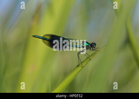 Banded Demoiselle (Calopteryx splendens) - male banded demoiselle alighted on green reed with wings closed