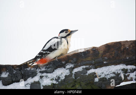 Male great spotted woodpecker (Dendrocopos major) sitting on a snowy log in a snowy forest Stock Photo
