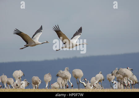 Two cranes (Grus grus) flying over a group of cranes on their migration stopover in Sweden,. Stock Photo