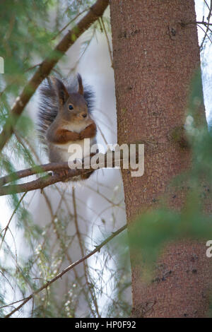 Red squirrel (sciurus vulgaris) perched on a branch in a pine tree Stock Photo