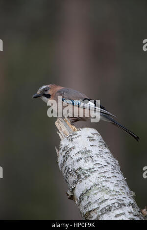 Eurasian Jay (Garrulus glandarius) perched on top of a silver birch stump Stock Photo