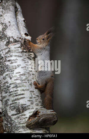 Red squirrel (sciurus vulgaris)climbing a silver birch trunk Stock Photo