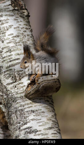 Red squirrel (sciurus vulgaris) feeding on a silver birch trunk, sitting on a bracket fungus