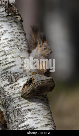 Red squirrel (sciurus vulgaris) sitting on a bracket fungus, on a silver birch tree trunk