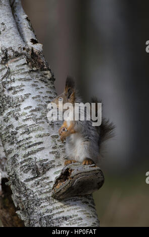 Red squirrel (sciurus vulgaris) sitting on a bracket fungus, on a silver birch tree trunk