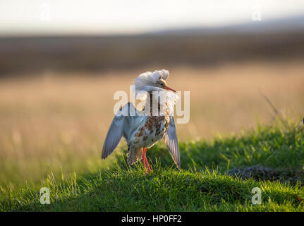 Philomachus pugnax - Light satellite male ruff displaying during spring mating season on a lek Stock Photo