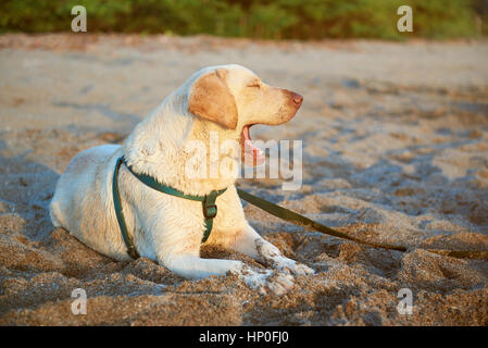 Bored labrador dog with open mouth laying on beach sand Stock Photo