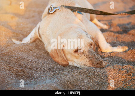 Bored labrador dog laying on beach sand with leash Stock Photo