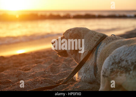 Profile portrait of labrador dog lay on ocean beach in sunset light Stock Photo