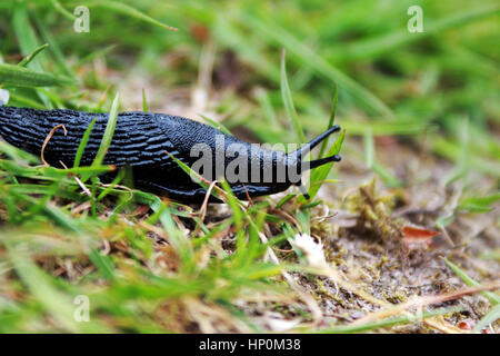Slug on the grass Stock Photo