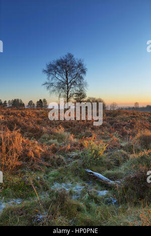Sunrise over managed heathland in South Wales. Stock Photo