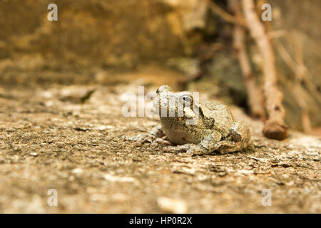 Tiny Tree Frog Side View Landscape Stock Photo