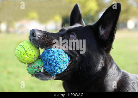 Dog playing ball, funny dog picture dog with 3 balls in mouth, Stock Photo