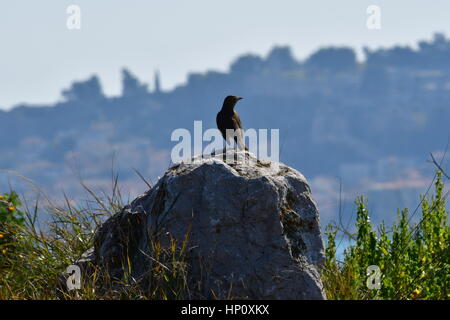 Nafplio, Greece, 17th February 2017.A female blue rock thrush sitting on location in Nafplio. Stock Photo