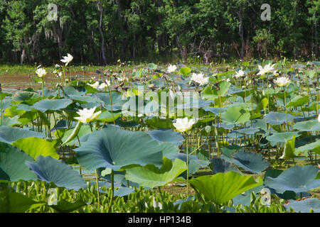 Yellow Lotus (Nelumbo lutea) population at Brazos Bend state park Stock Photo