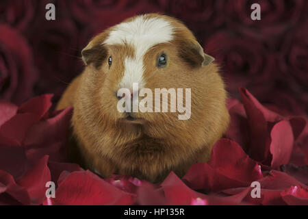 Guinea pig breed Golden American Crested in the petals of red roses Stock Photo