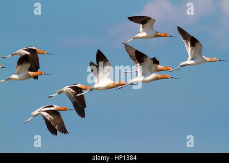 The flock of American avocets (Recurvirostra americana) flying in the blue sky Stock Photo