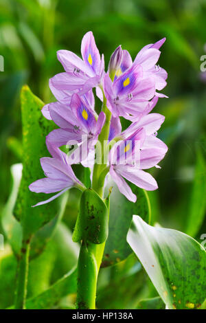 Eichhornia crassipes, water hyacinth, is an aquatic plant Stock Photo